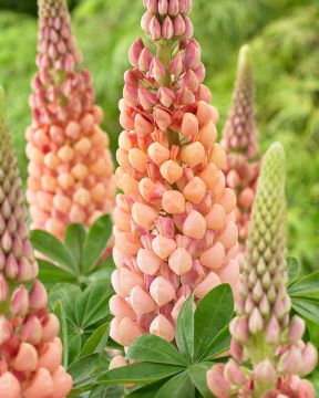 Kirjolupiini Salmon Star 3 kpl