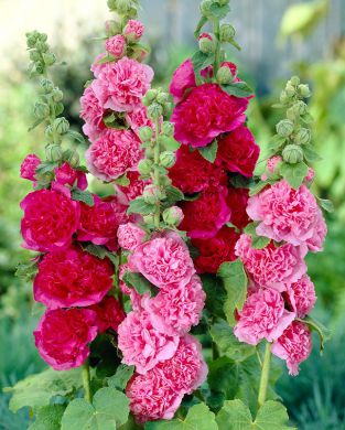 Tarhasalkoruusu mix 6 kpl