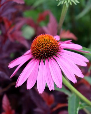 Kaunopunahattu Magnus 6 kpl