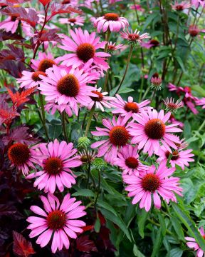 Kaunopunahattu Magnus 3 kpl