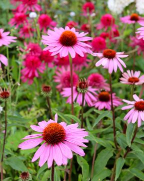 Kaunopunahattu Magnus 6 kpl