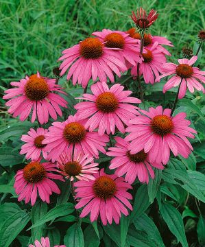 Pörriäiskeidas-perennapenkki 18 kpl