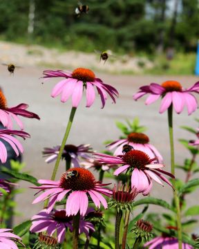 Kaunopunahattu Magnus 6 kpl