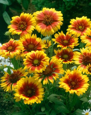 Loistosädekukka Kobold 6 kpl