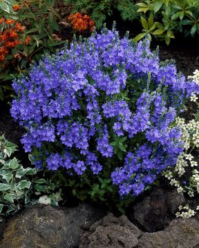 Loistotädyke Crater Lake Blue 6 kpl
