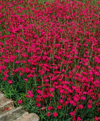 Ketoneilikka Flashing Light 6 kpl