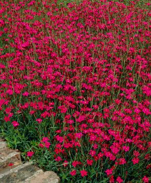 Ketoneilikka Flashing Light 6 kpl