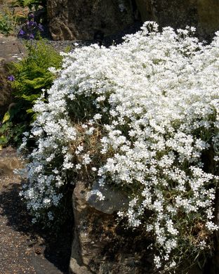 Hopeahärkki Silberteppich 3 kpl