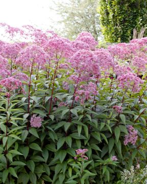 Purppurapunalatva 3 kpl