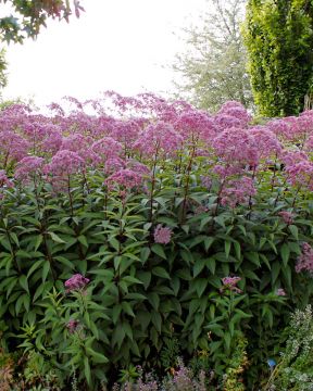 Purppurapunalatva 3 kpl