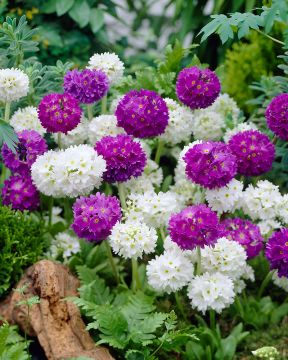 Palloesikko mix 6 kpl