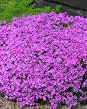 Purppurapörriäinen-perennapenkki syyssipuleilla 83 kpl