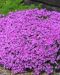 Purppurapörriäinen-perennapenkki 18 kpl