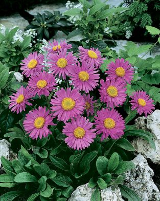 Alppiasteri Happy End 6 kpl