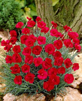 Sulkaneilikka Munot 6 kpl