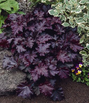 Purppurakeijunkukka 6 kpl