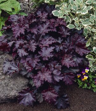 Purppurakeijunkukka 3 kpl