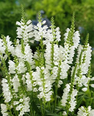 Kellopeippi valkoinen 3 kpl