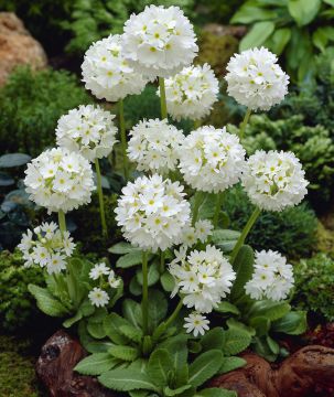 Palloesikko Alba 6 kpl