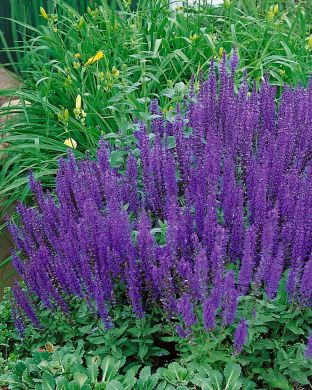 Loistosalvia Blaukönigin 6 kpl