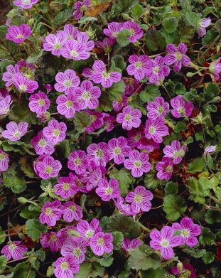 Korukurjennokka Bishop´s Form 3 kpl