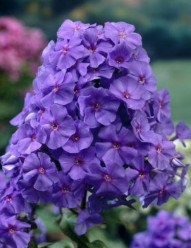 Syysleimu Blue Paradise 5 kpl