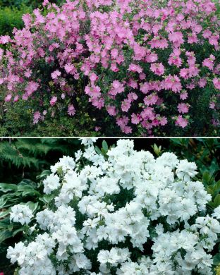 Myskimalva mix 6 kpl