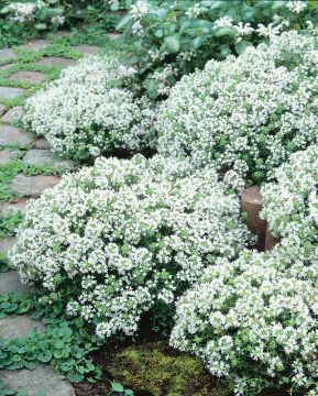 Ajuruoho Albiflorus 6 kpl