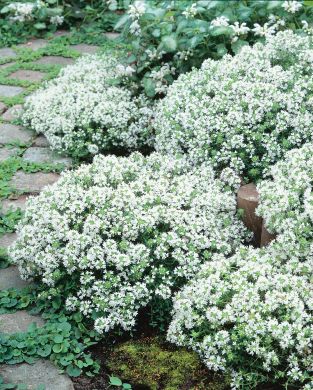 Ajuruoho Albiflorus 3 kpl