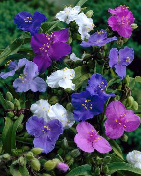 Tarhajuoru mix 6 kpl