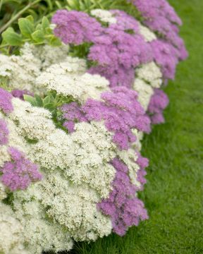 Syysmaksaruoho mix 6 kpl