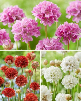 Maljalaukkaneilikka mix 6 kpl