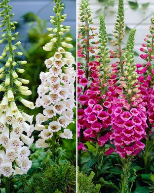 Sormustinkukka mix 6 kpl