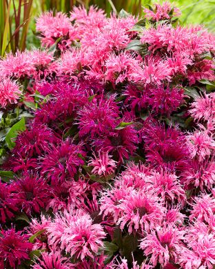 Punaväriminttu mix 6 kpl