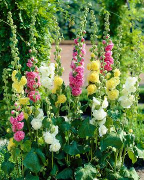 Tarhasalkoruusu -lajitelma 6 kpl