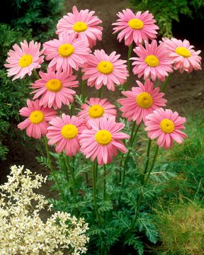 Punapäivänkakkara Robinson's Rose 6 kpl