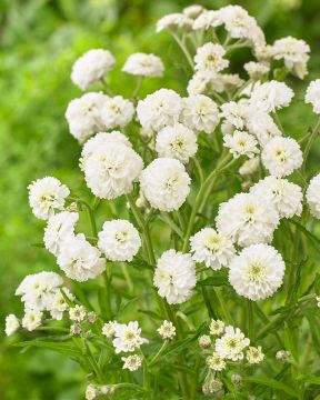 Koreakärsämö The Pearl 6 kpl