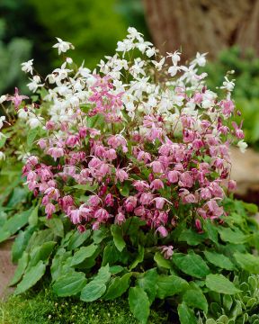 Valkovarjohiippa mix 6 kpl