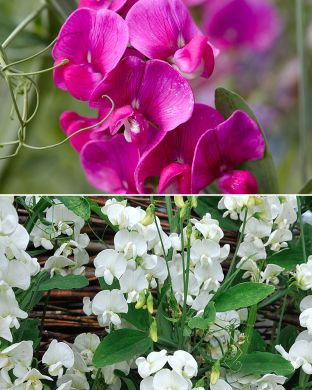 Ruusunätkelmä mix 6 kpl