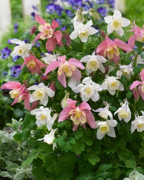 Kääpiöjapaninakileija mix 6 kpl