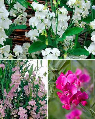 Ruusunätkelmä-lajitelma 6 kpl