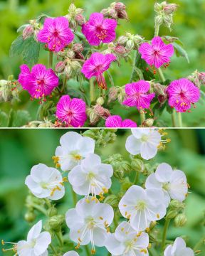 Tuoksukurjenpolvi mix 6 kpl