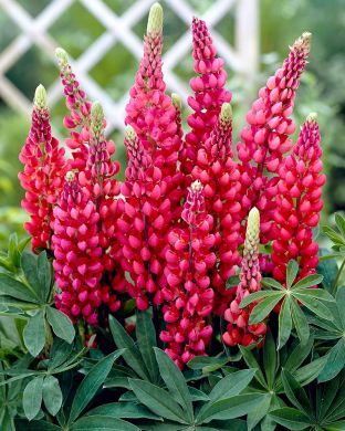 Kirjolupiini Gallery Red 3 kpl