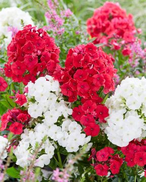 Syysleimu duetto 6 kpl