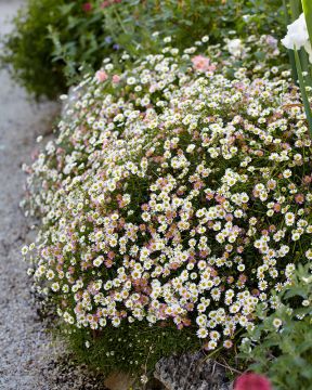 Rentokallioinen 3 kpl