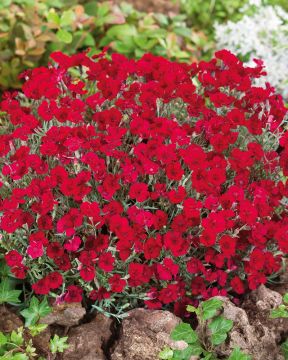 Vuorineilikka Rubin 6 kpl