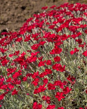 Vuorineilikka Rubin 3 kpl