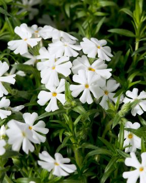 Sammalleimu Fabulous White 3 kpl