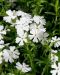 Sammalleimu Fabulous White 3 kpl