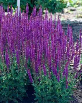 Purppurapörriäinen-perennapenkki syyssipuleilla 83 kpl